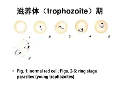 关于3A0疟?J揪酎B?嵒的信息-爱游戏首存彩金